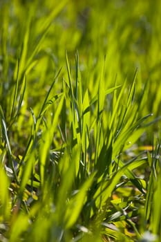 New green grass meadow background. Shallow depth of field