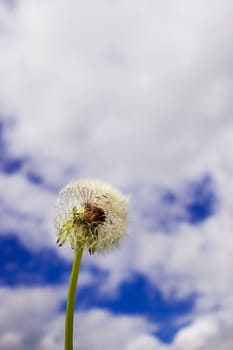 Blowball with Red Roots on Blue Sky