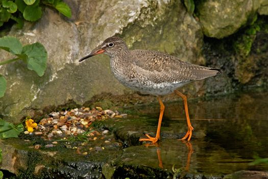 An adult Redshank with it's Summer plumage, in Norfolk, England.