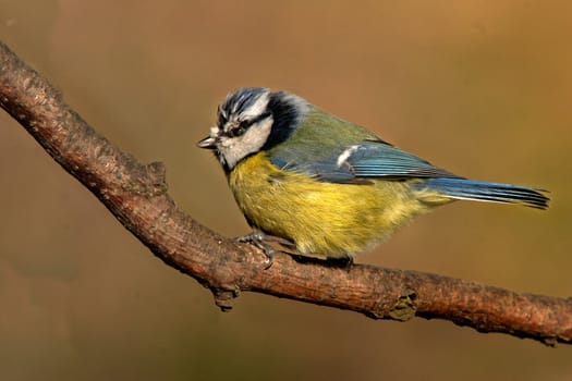 A Blue Tit, which breeds in parks and gardens thruoghout Europe.