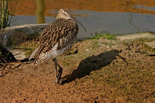 A Curlew heads for the river.