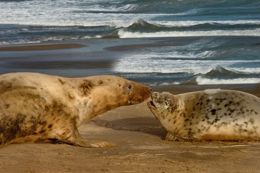 A female Atlantic Grey Seal with her pup on the beach at Donna Nook, Lincolnshire, England.