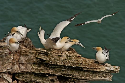 Northern Gannets gather together for the Summer on Bempton Cliffs in Yorkshire, England. Here they mate and rear their young.