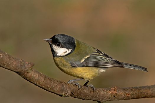 A great Tit, which frequents parks and gardens throughout Europe.