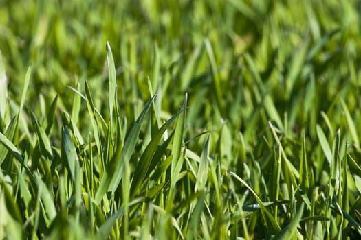 New green grass meadow background, shallow depth of field