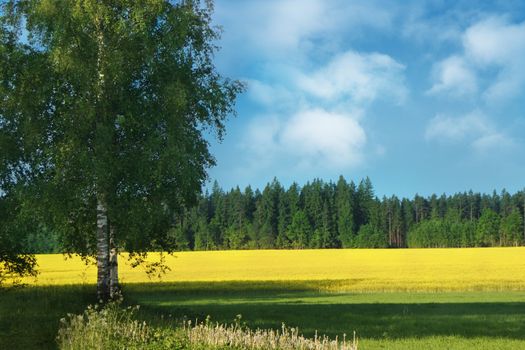 Birch tree in foreground and Spring field of the rape in background