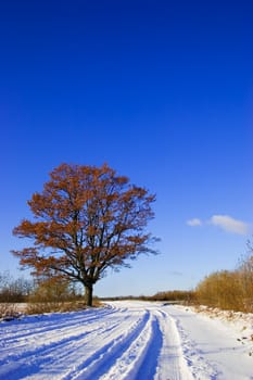 Country road with snow and oak tree with leafs