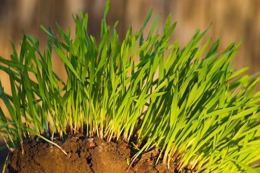 New Green Winter rye growing from brown soil