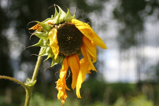 Hanging petals of old sunflower