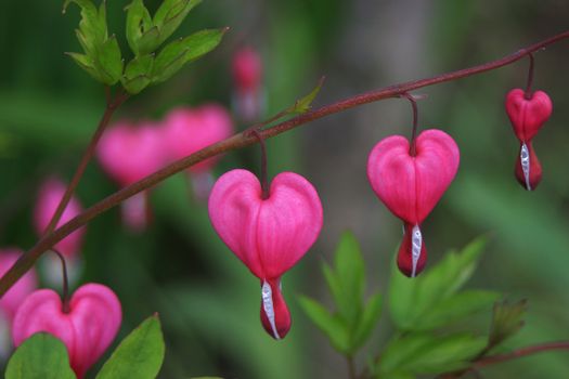 Dicentra spectabilis also known as Venus's car, bleeding heart, or lyre flower