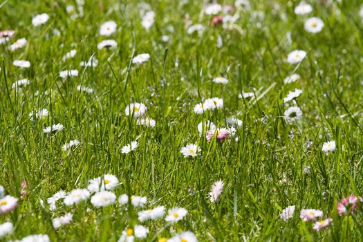 Meadow of new green grass and daisies.