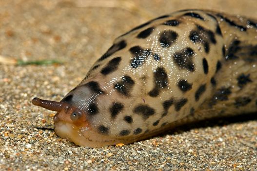 grumpy the slug slowly slithers across the concrete