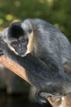 a white handed gibbon sitting on a branch