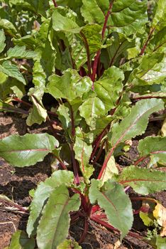 nice beetroot plants growing in the vegetable patch