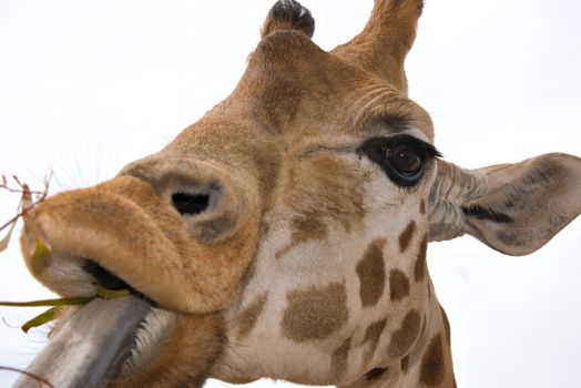 a closely cropped giraffe at eye level is eating some leaves