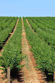 rows of grape vines reaching out over the horizon