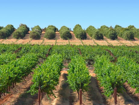 grape vines and orange bushes growing in rows in an orchard