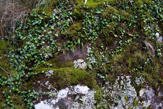 some moss and creepers on a rock in the oxley world heritage rainforest
