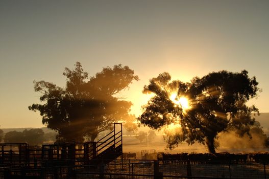 sunrise coming through the trees with rays of light over cattle and cattleyards