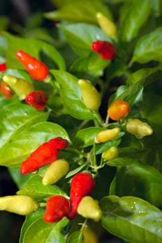 chillis on a bush