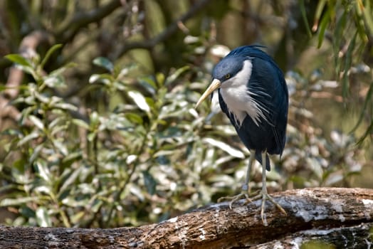 Pied Heron Ardea picata stands on a log