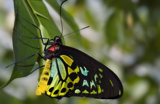 beautiful green and black butterfly hangs on a leaf