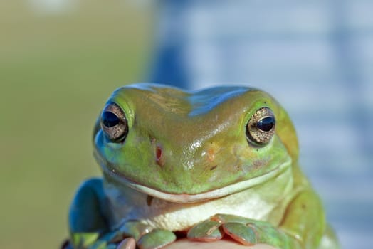 green tree frog