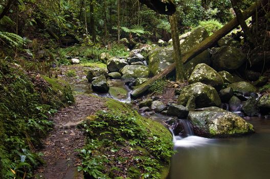 the beautiful nature of border ranges rain forest in northern nsw