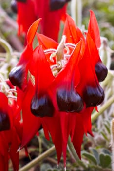 sturts desert pea icon of the australian outback