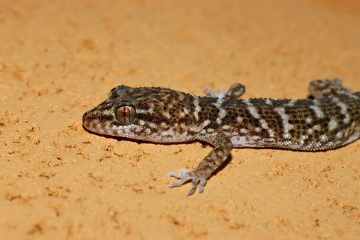 gecko on stone