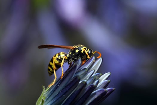 bug in a flower in the nature