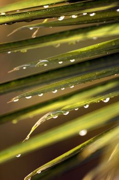 a shot of the green leaves after raining