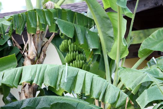 verdant green banana on the palm