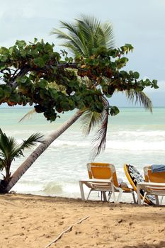 chaise longues on the beach and palm tree