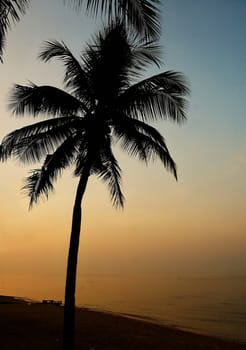 Amazing palma on the beach with mysterious sunset light.