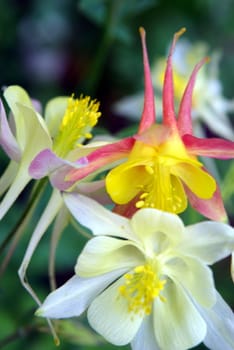 Marco shot of multi colored columbine flowers