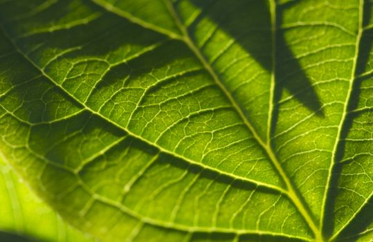 Macro Backlit Leaf Detail