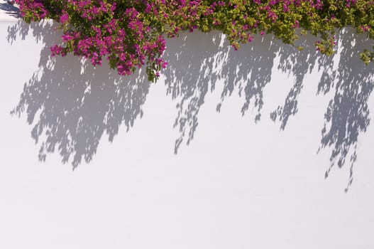 Bougainvilleas Casting a Dramatic Shadow.