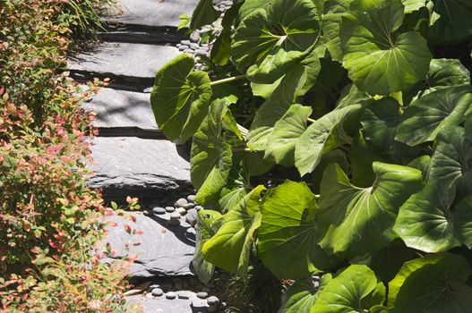 Lush Green Garden with Steps