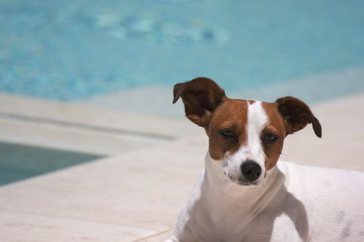 JRT soaks up the sun poolside.