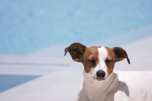 JRT soaks up the sun poolside.