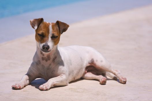 JRT soaks up the sun poolside.