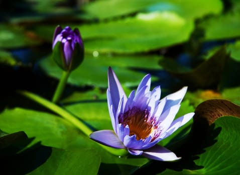 Bright colorful head of blossom water lotus.