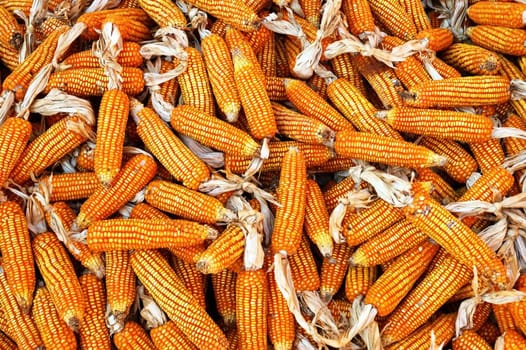 Dry yellow corn. Bright colorful natural texture.