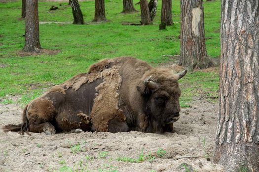 Aurochs. The big powerful bison lays in wood.