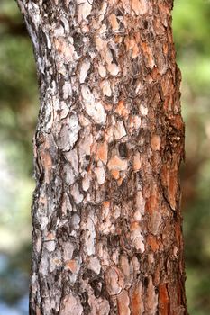 Full screen high resolution shot of trunk of a pine