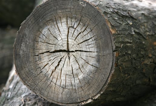Full screen high resolution shot of wood.
Good for a texture or a background