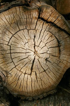 Full screen high resolution shot of wood.
Good for a texture or a background