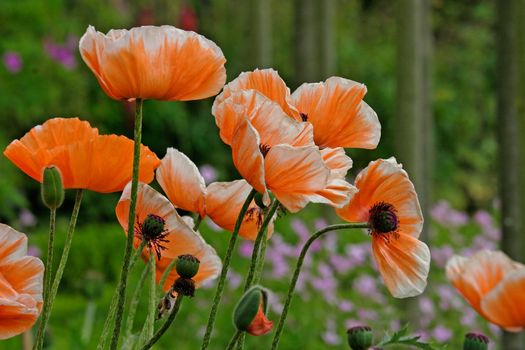 Orange Poppies growingin a garden in Staffordshire, England.