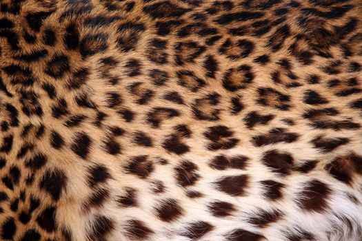 Full screen high resolution shot of a skin of the leopard. Good for a texture or a background